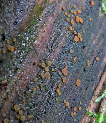 Attēlu rezultāti vaicājumam “Octospora splachnophila spores”