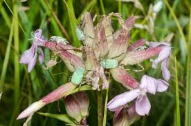 Attēlu rezultāti vaicājumam “Hoplia parvula”