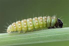 Attēlu rezultāti vaicājumam “Depressaria depressana”