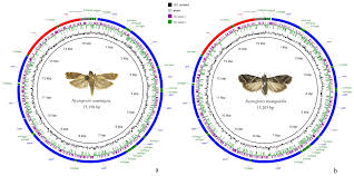 Attēlu rezultāti vaicājumam “Nyctegretis lineana”