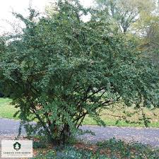 Attēlu rezultāti vaicājumam “Cotoneaster divaricatus”