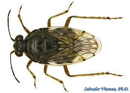 Attēlu rezultāti vaicājumam “Saldula saltatoria”