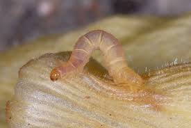 Attēlu rezultāti vaicājumam “Eupithecia icterata female”