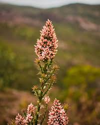 Attēlu rezultāti vaicājumam “Chenopodium rubrum leaf”