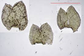 Attēlu rezultāti vaicājumam “Anastrophyllum minutum”