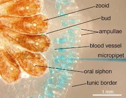 Attēlu rezultāti vaicājumam “Colloderma oculatum sessile”
