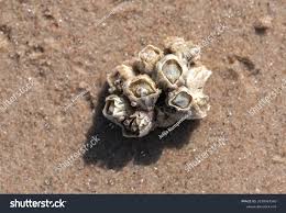 Attēlu rezultāti vaicājumam “Balanus improvisus”