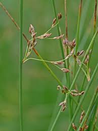 Attēlu rezultāti vaicājumam “Juncus balticus”