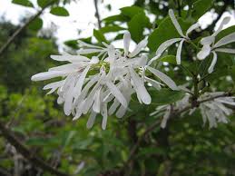 Attēlu rezultāti vaicājumam “Chionanthus virginicus flower”