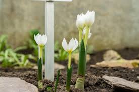 Attēlu rezultāti vaicājumam “Colchicum szovitsii subsp. szovitsii flower”