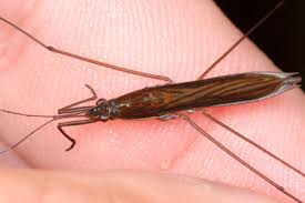 Attēlu rezultāti vaicājumam “Limnoporus rufoscutellatus”