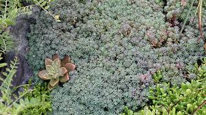 Attēlu rezultāti vaicājumam “Sedum hispanicum fruit”