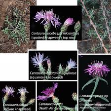 Attēlu rezultāti vaicājumam “Centaurea stoebe leaf”