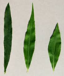 Attēlu rezultāti vaicājumam “Solidago canadensis leaf”