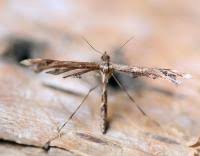 Attēlu rezultāti vaicājumam “Platyptilia gonodactyla imago”