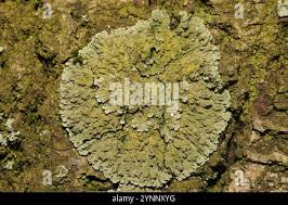 Attēlu rezultāti vaicājumam “Physconia enteroxantha”