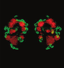 Attēlu rezultāti vaicājumam “Physarum nitens plasmodium”