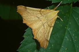 Attēlu rezultāti vaicājumam “Ennomos autumnaria male”