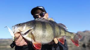 Attēlu rezultāti vaicājumam “Perca fluviatilis”