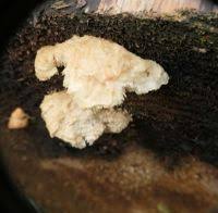 Attēlu rezultāti vaicājumam “Postia stiptica”