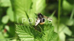 Attēlu rezultāti vaicājumam “Volucella bombylans”
