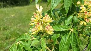 Attēlu rezultāti vaicājumam “Aesculus”