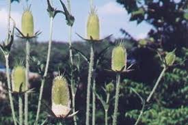 Image result for Dipsacus laciniatus