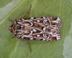 Attēlu rezultāti vaicājumam “Lycophotia porphyrea”