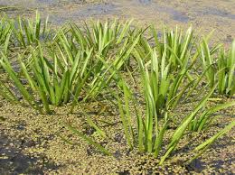 Attēlu rezultāti vaicājumam “Najadaceae”
