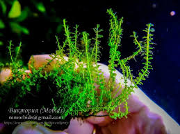 Attēlu rezultāti vaicājumam “Plagiomnium affine”