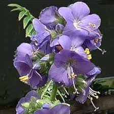 Attēlu rezultāti vaicājumam “Polemonium caeruleum flower”