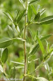 Attēlu rezultāti vaicājumam “Ononis arvensis bud”