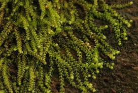 Attēlu rezultāti vaicājumam “Nowellia curvifolia”