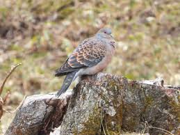 Image result for Streptopelia orientalis