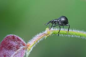 Attēlu rezultāti vaicājumam “Apion sp.”