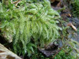 Attēlu rezultāti vaicājumam “Herzogiella seligeri”