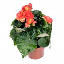 Image result for Бегония Элатиор 12х22 4601887072423