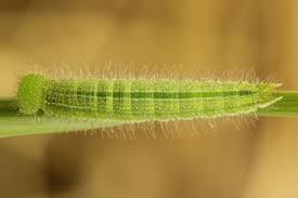 Attēlu rezultāti vaicājumam “Lopinga achine underside”