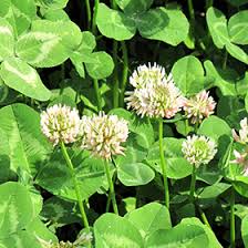 Attēlu rezultāti vaicājumam “Trifolium repens flower”