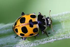 Attēlu rezultāti vaicājumam “Hippodamia notata”