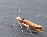 Attēlu rezultāti vaicājumam “Ypsolopha parenthesella”