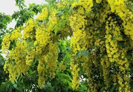 Attēlu rezultāti vaicājumam “Laburnum alpinum flower”