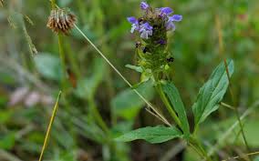 Attēlu rezultāti vaicājumam “Prunella vulgaris leaf”