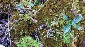 Attēlu rezultāti vaicājumam “Didymodon rigidulus”