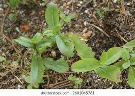 Attēlu rezultāti vaicājumam “Hylotelephium maximum”