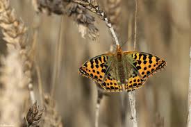 Attēlu rezultāti vaicājumam “Issoria lathonia upperside”