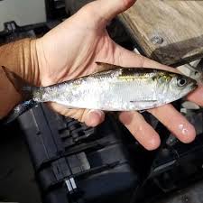 Image result for Alosa alabamae