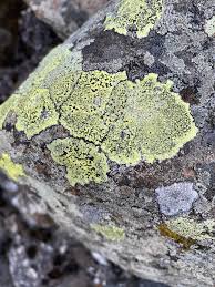 Attēlu rezultāti vaicājumam “Rhizocarpon geographicum”