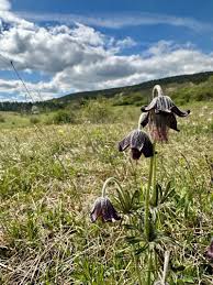 Attēlu rezultāti vaicājumam “Pulsatilla pratensis fruit”