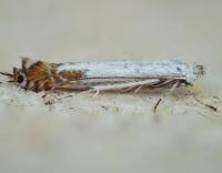 Attēlu rezultāti vaicājumam “Lyonetia clerkella”